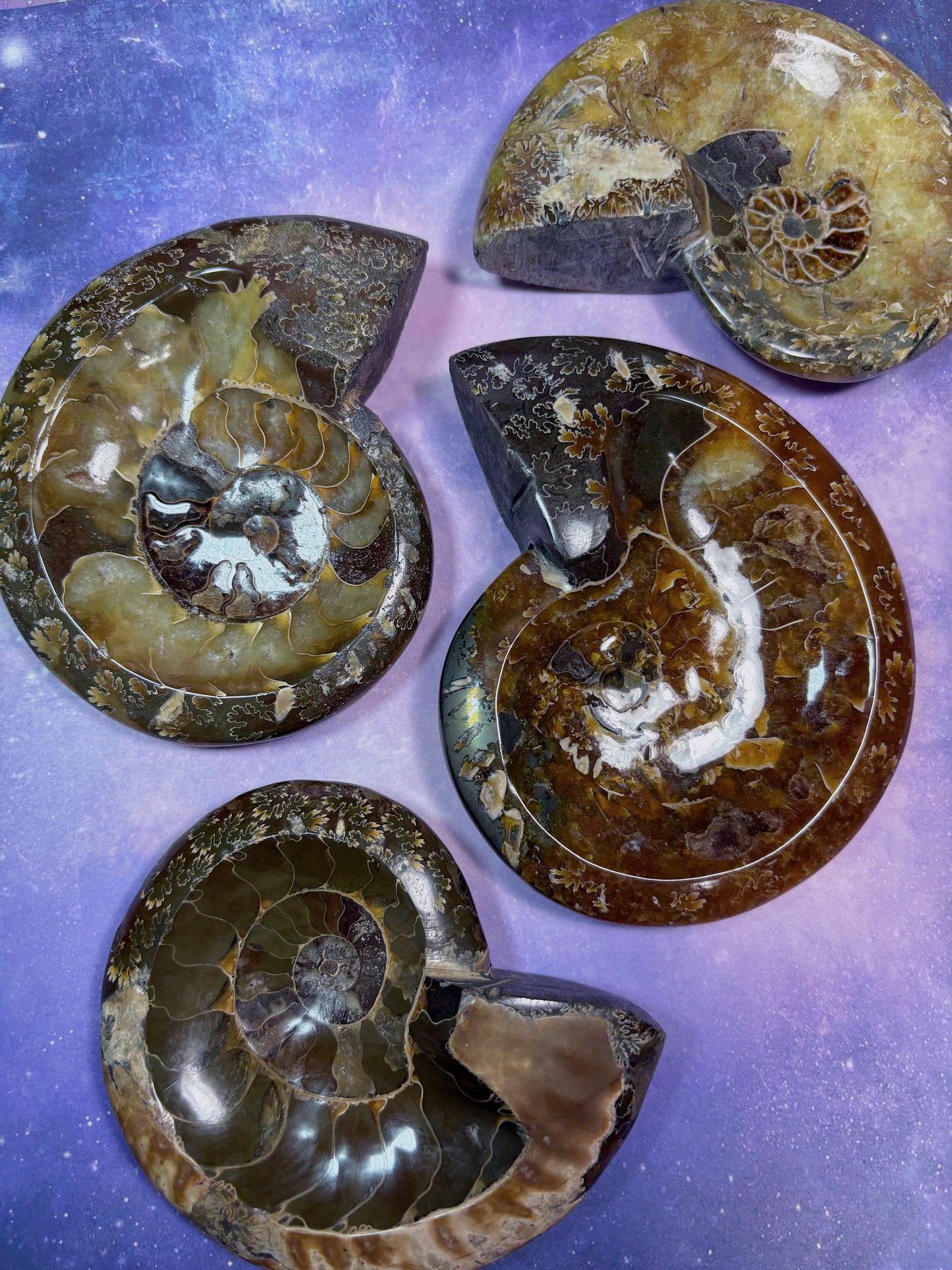 Ammonite Dish
