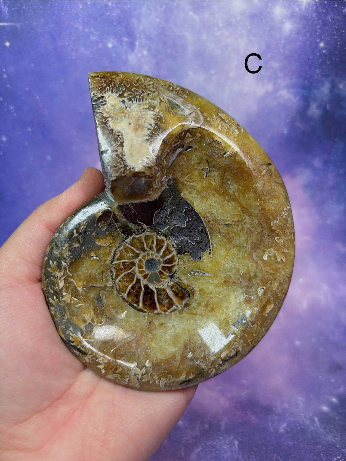 Ammonite Dish