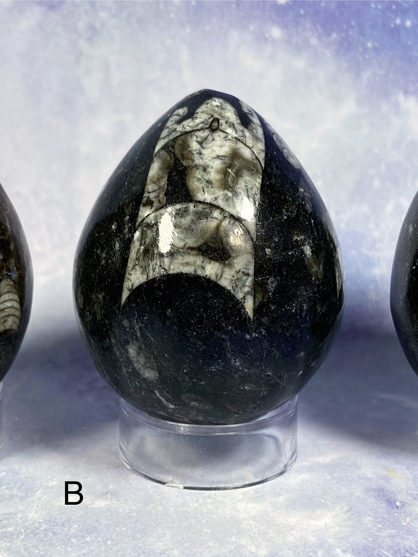 Orthoceras Fossil Egg Carving