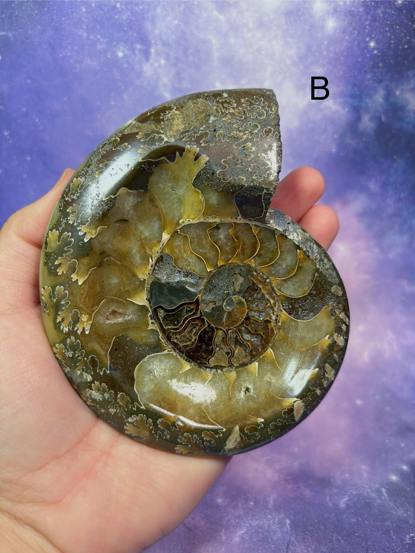 Ammonite Dish