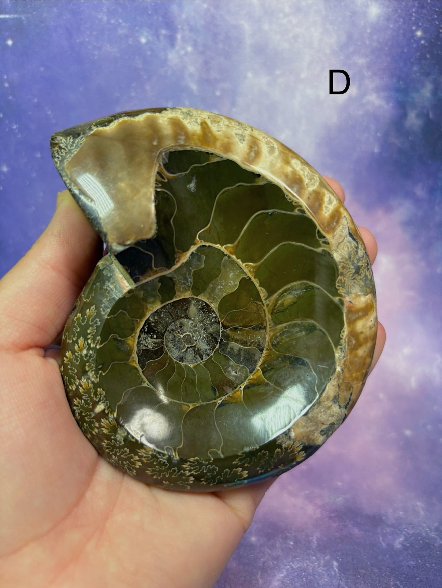 Ammonite Dish