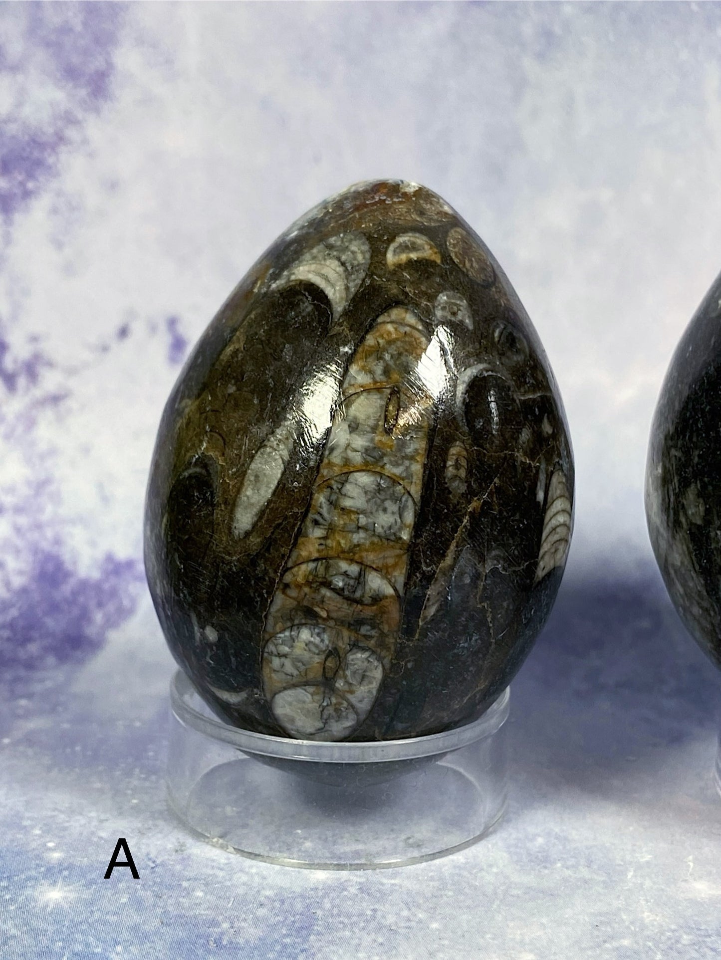 Orthoceras Fossil Egg Carving