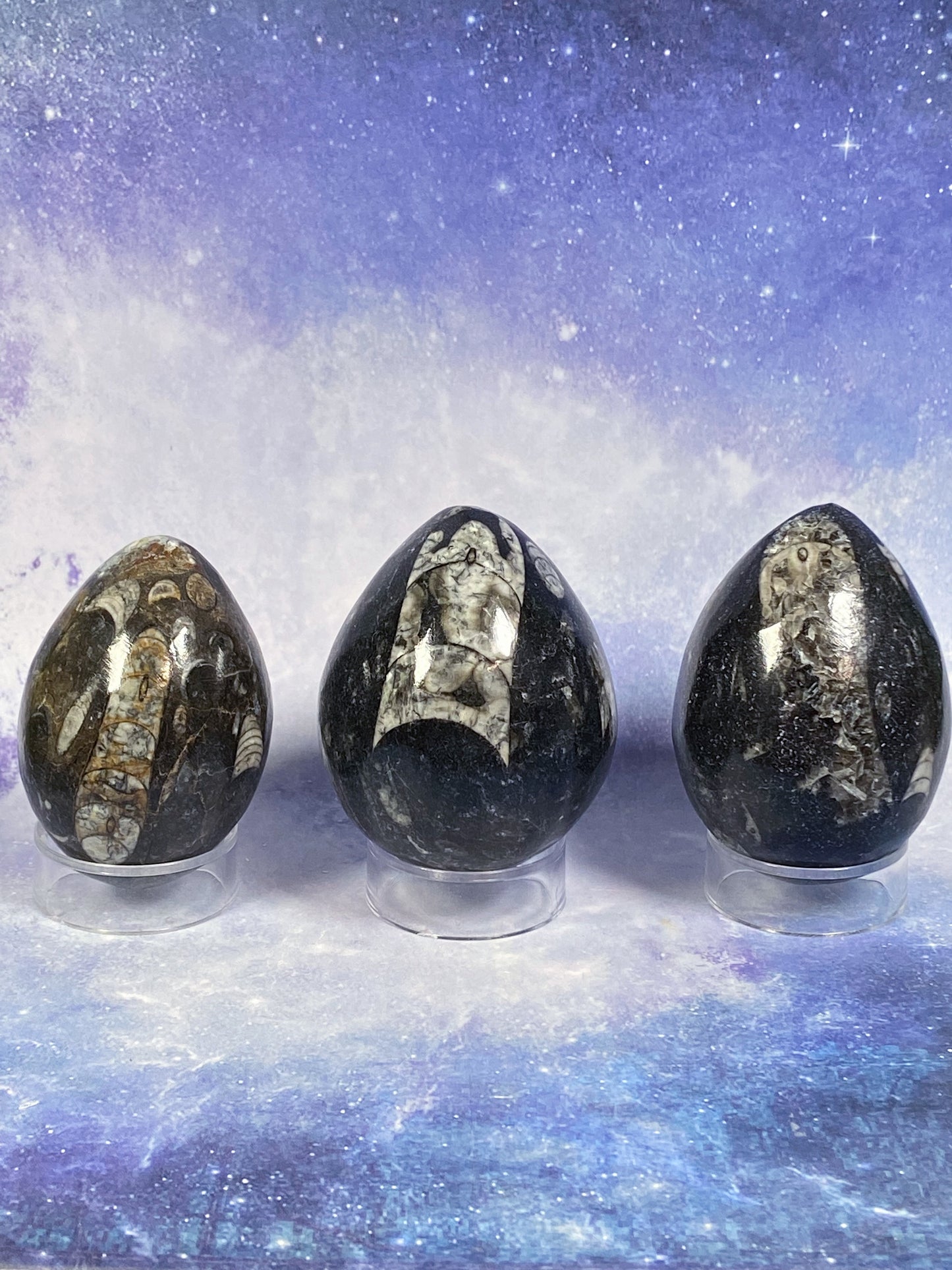 Orthoceras Fossil Egg Carving