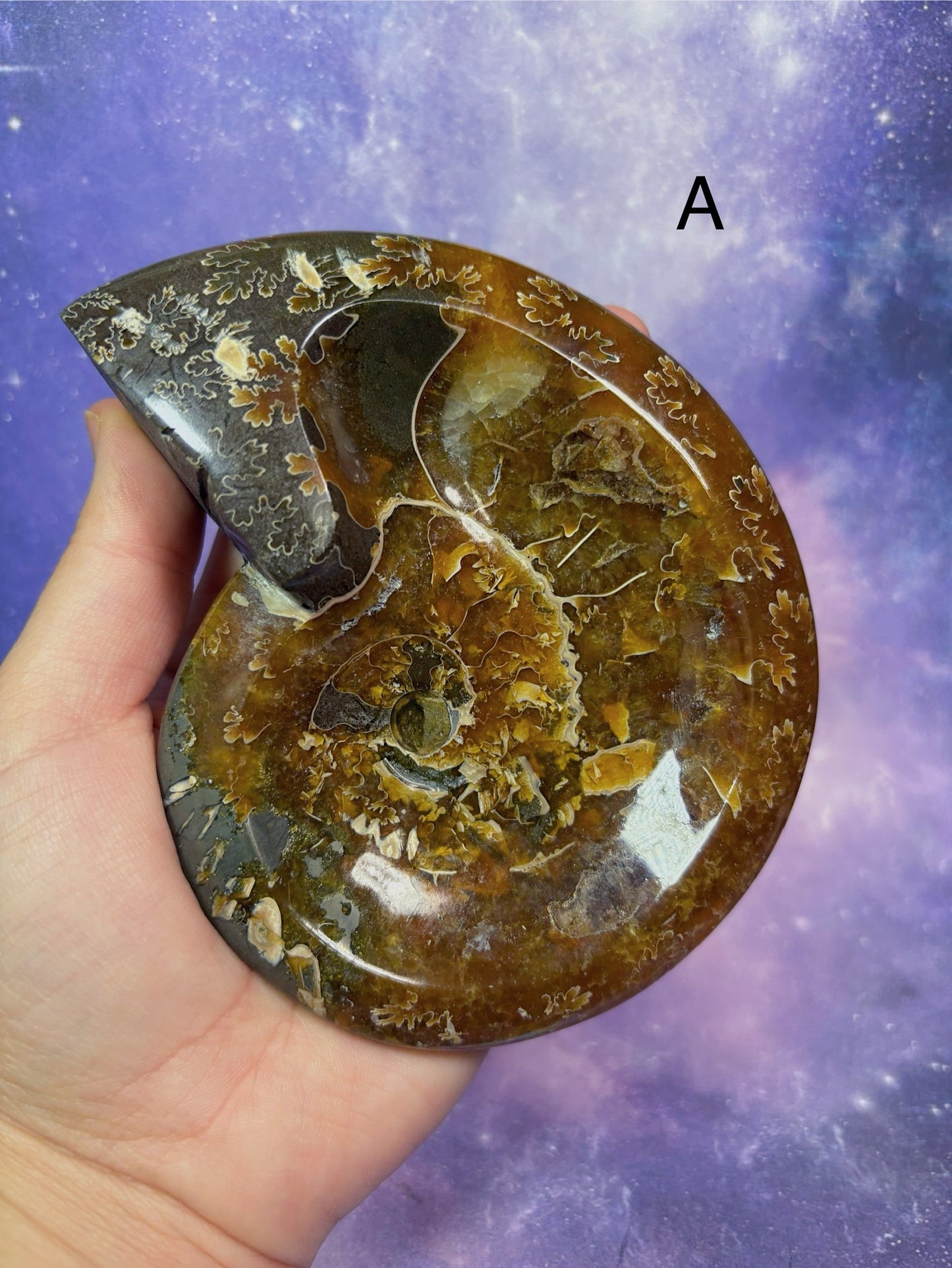 Ammonite Dish