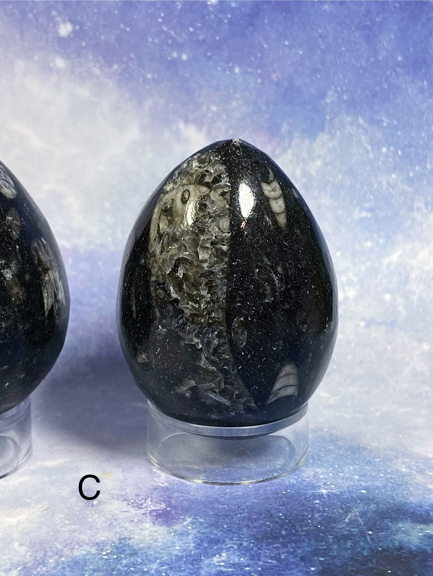 Orthoceras Fossil Egg Carving