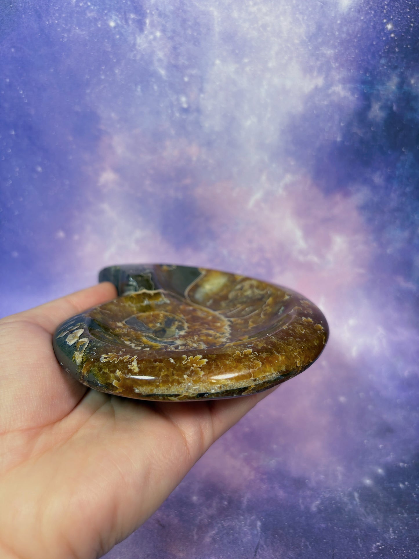 Ammonite Dish
